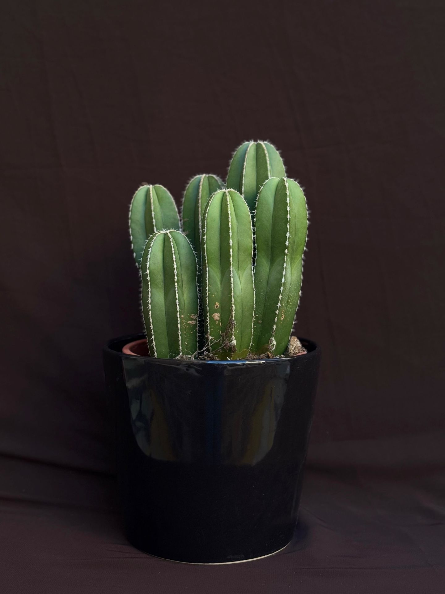 Lophocereus Marjinatus