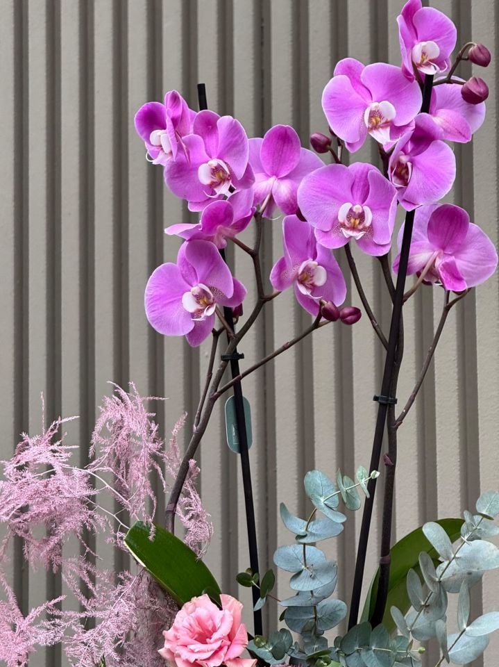 2 Dallı Premium Seramik Saksıda Mor Orkide