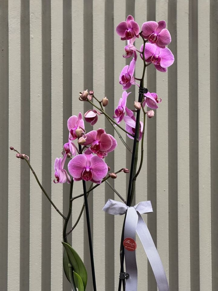 2 Dallı Mor Orkide