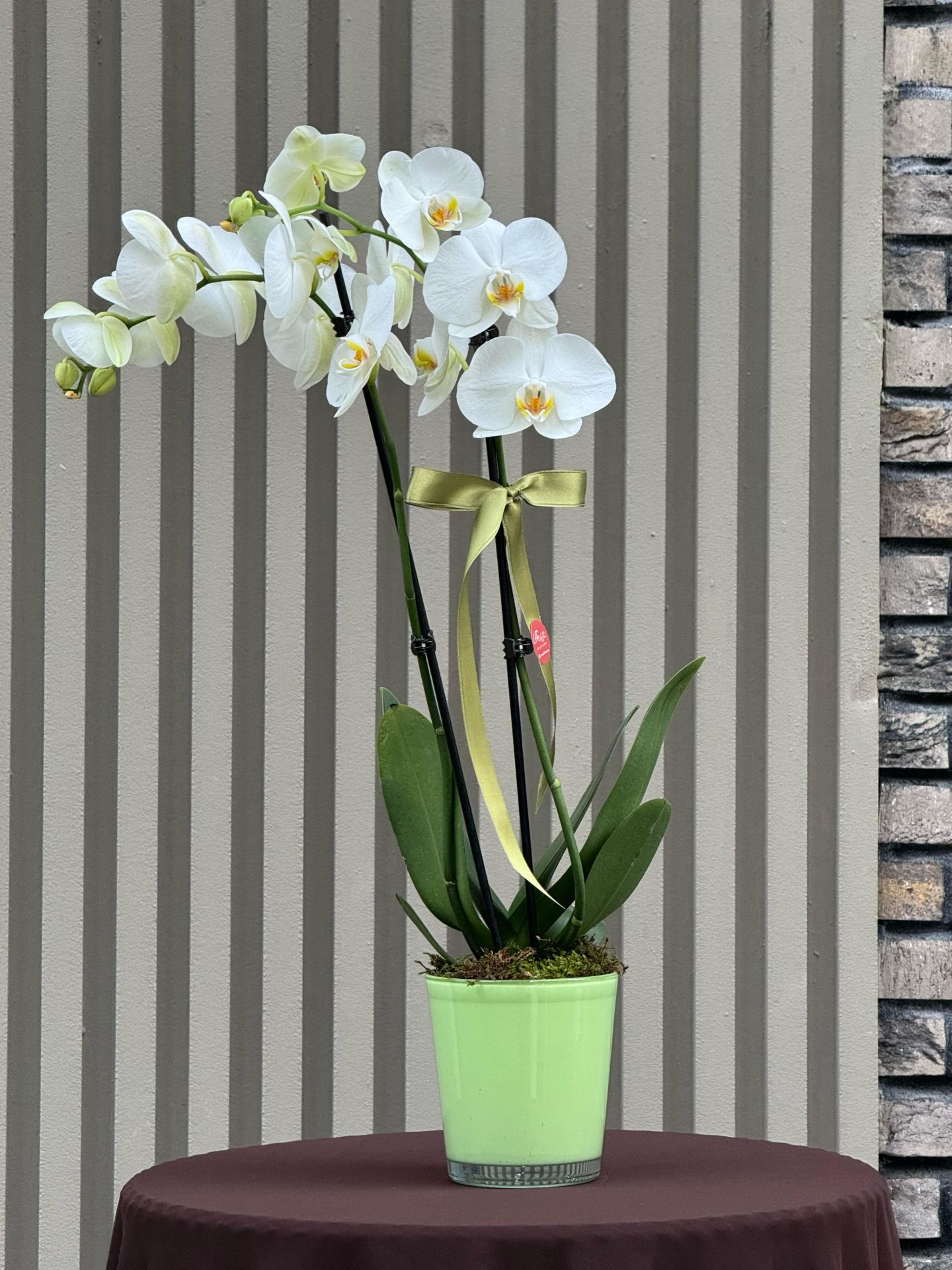 2 Dallı Beyaz Orkide