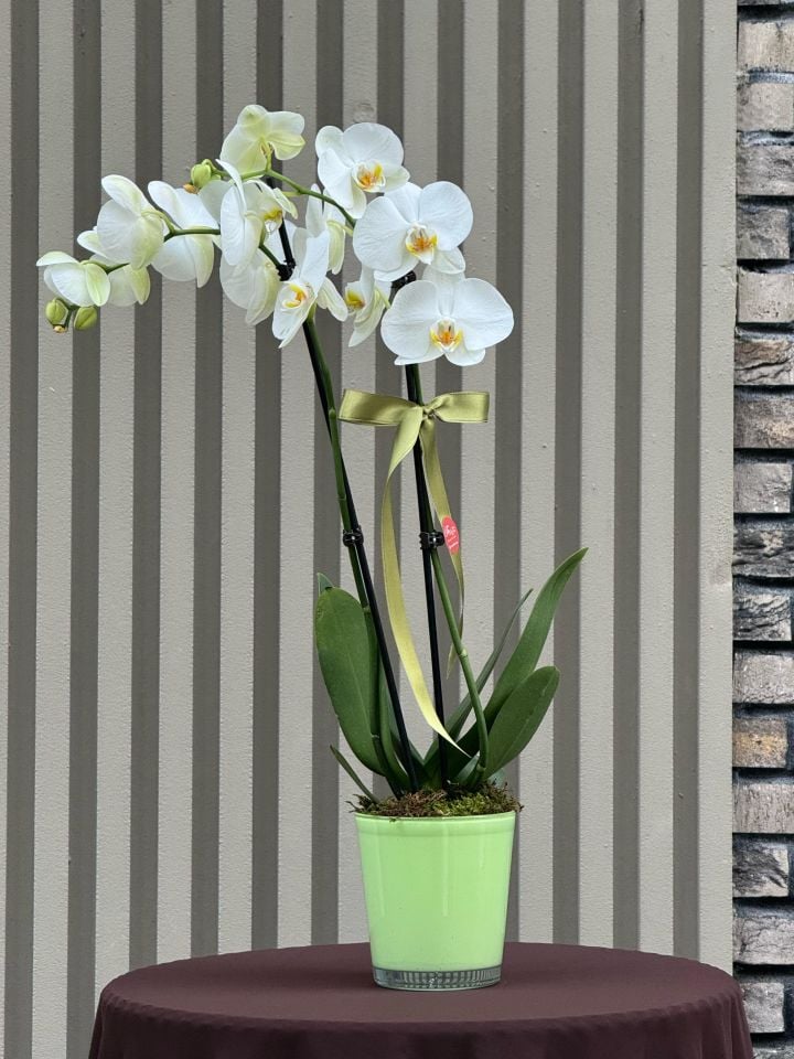 2 Dallı Beyaz Orkide