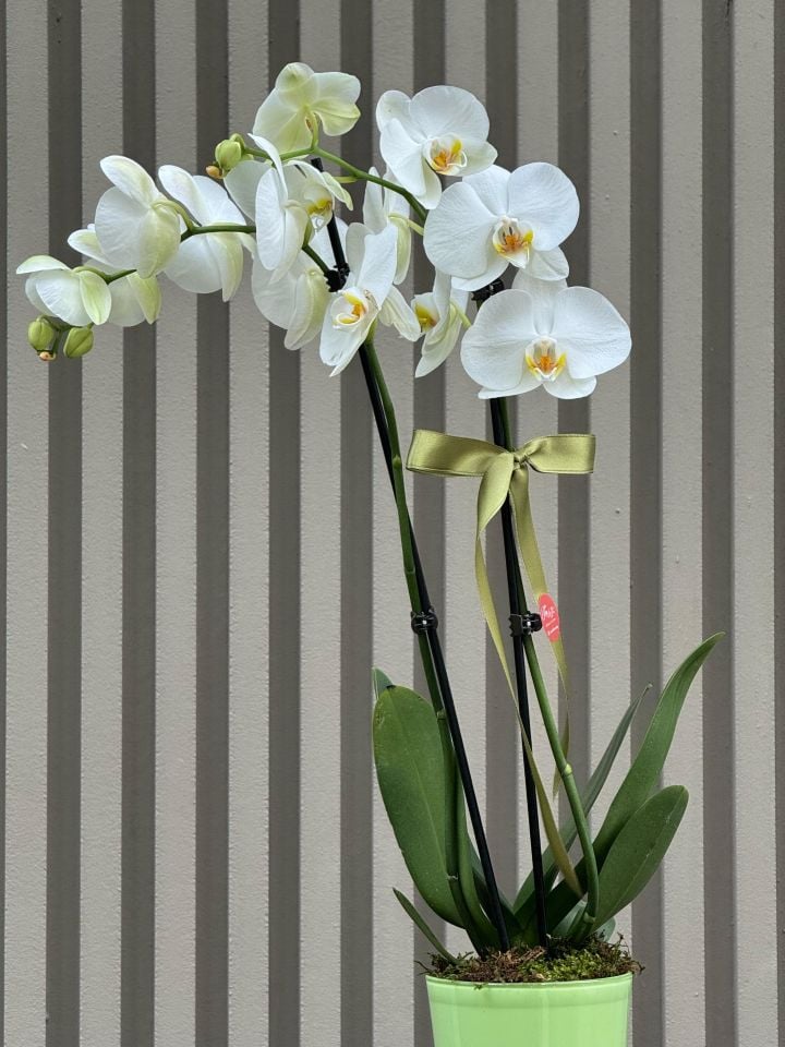 2 Dallı Beyaz Orkide