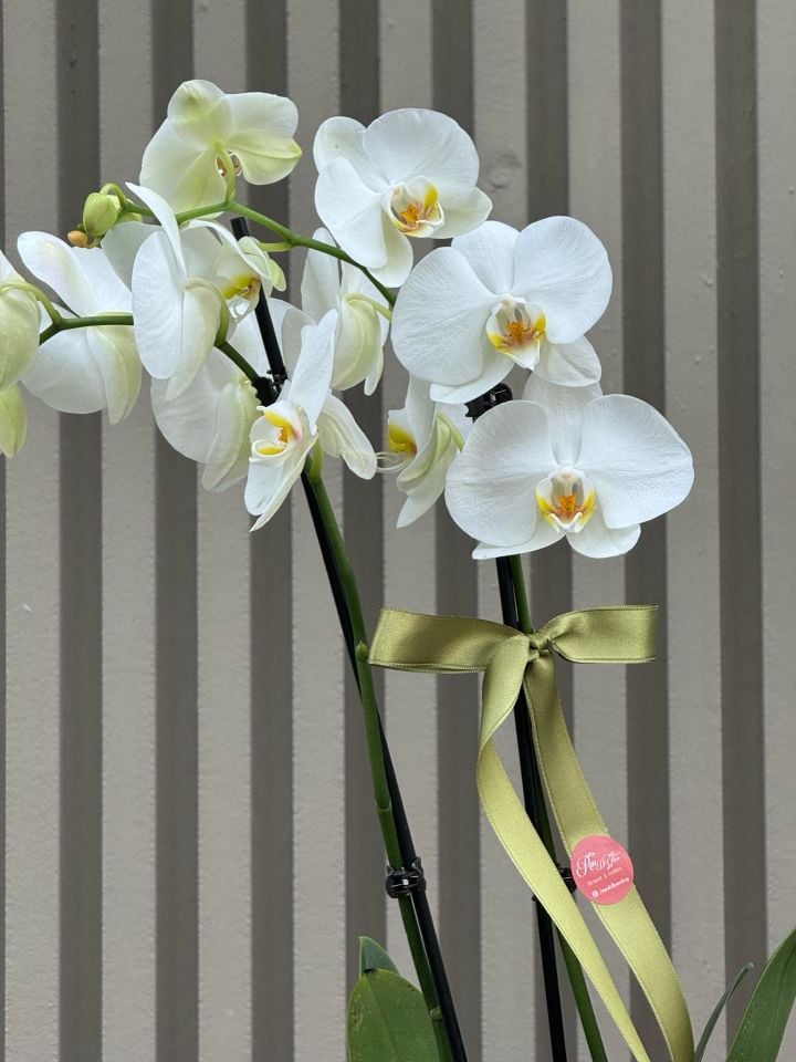 2 Dallı Beyaz Orkide