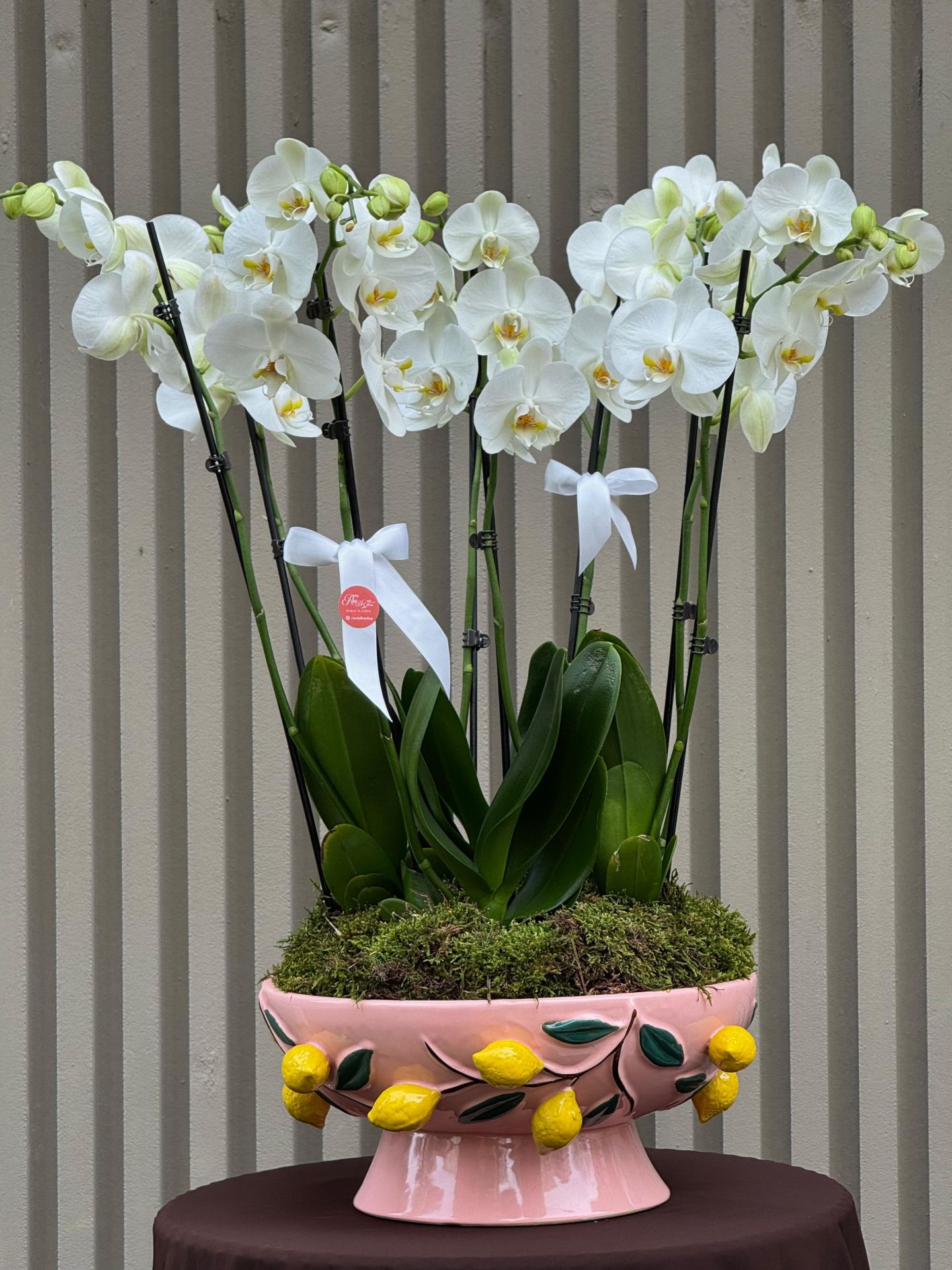 İthal Seramik Saksıda 8 Dallı Orkide Lux