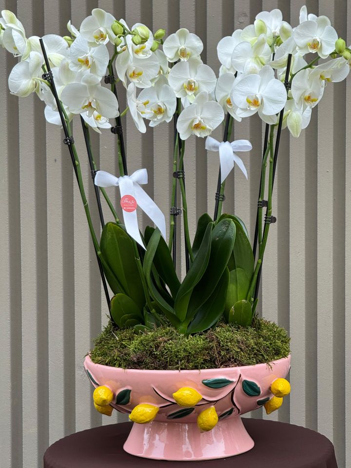 İthal Seramik Saksıda 8 Dallı Orkide Lux