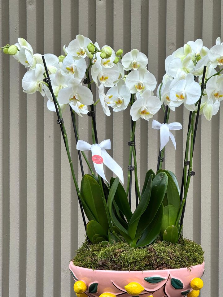 İthal Seramik Saksıda 8 Dallı Orkide Lux