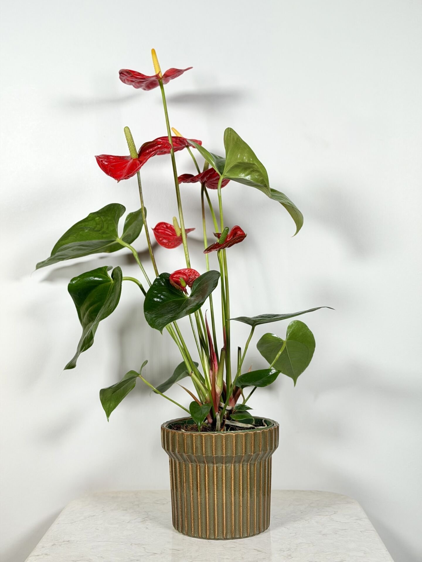 Red Anthurium Saksı Bitkisi