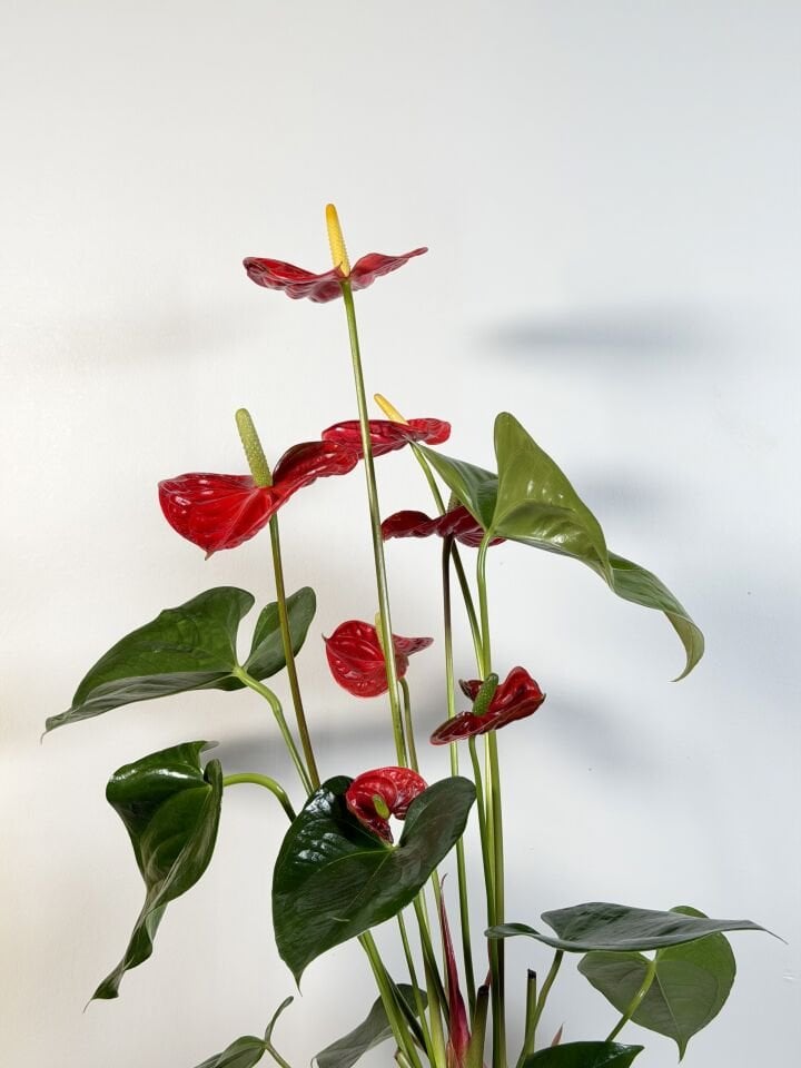 Red Anthurium Saksı Bitkisi