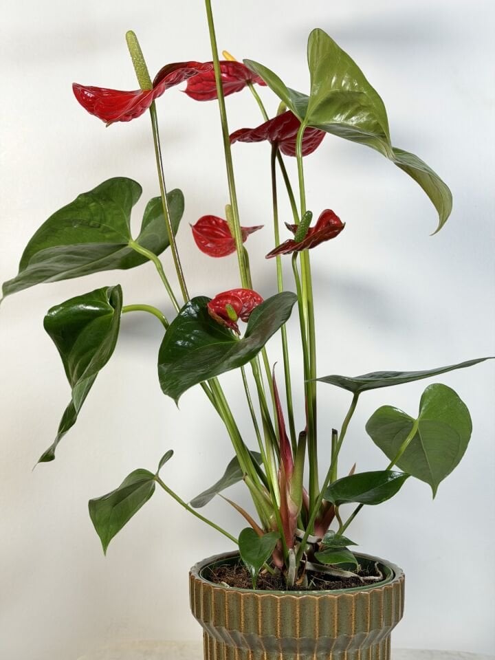 Red Anthurium Saksı Bitkisi