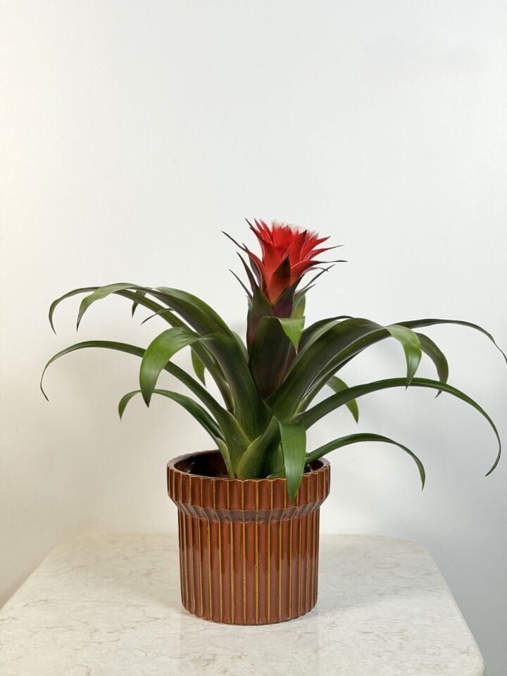 Red Guzmania Saksı Bitkisi
