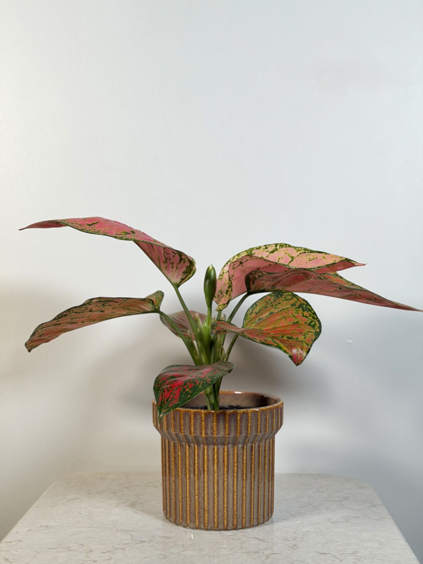 Pink Aglaonema Saksı Bitkisi