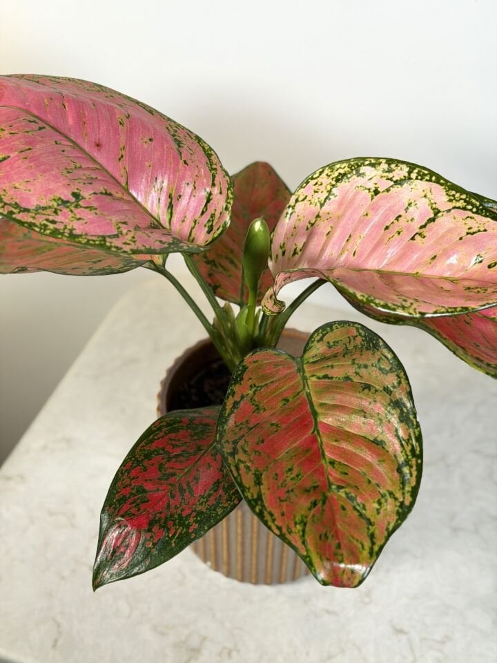 Pink Aglaonema Saksı Bitkisi