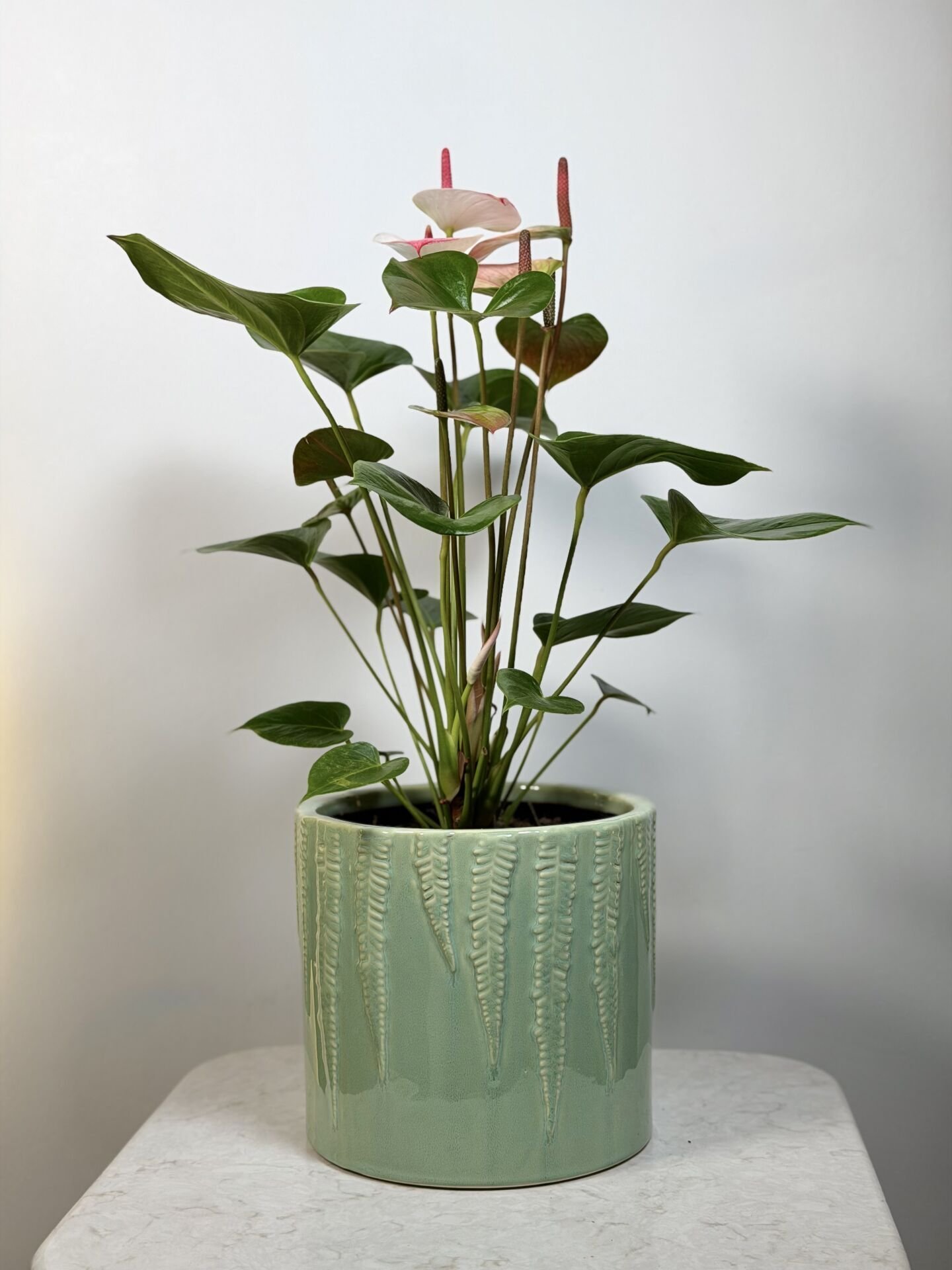 Blush Pink Anthurium Saksı Bitkisi