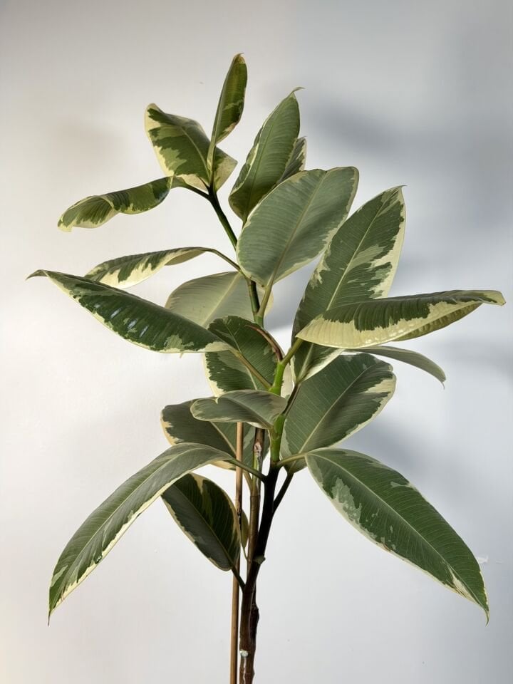Ficus Tineke Saksı Bitkisi