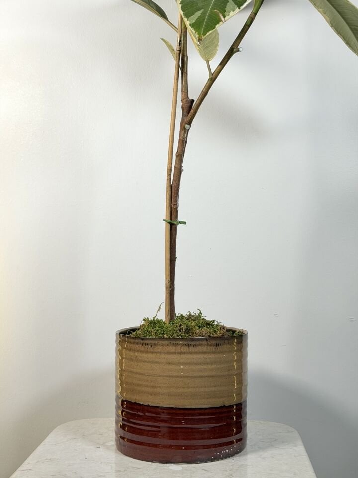 Ficus Tineke Saksı Bitkisi